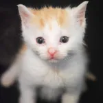 Kot do adopcji, Zielona Góra, 3 czerwca 2023
