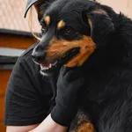 Pies do adopcji, Radom, 3 czerwca 2023