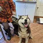 Znaleziono psa, gmina Dobra (Szczecińska), 3 czerwca 2023