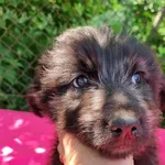 Pies do adopcji, Gorzów Wielkopolski, 3 czerwca 2023
