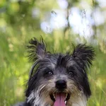 Pies do adopcji, Dłużyna Górna, 5 czerwca 2023