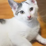 Kot do adopcji, Zielona Góra, 6 czerwca 2023