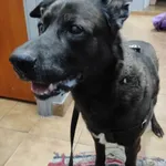 Znaleziono psa, Sosnowiec, 2 czerwca 2023
