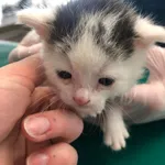 Kot do adopcji, Zielona Góra, 5 czerwca 2023