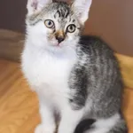 Kot do adopcji, Zielona Góra, 6 czerwca 2023