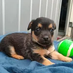 Pies do adopcji, Racławice, 6 czerwca 2023
