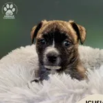 Pies do adopcji, Gdynia, 10 czerwca 2023