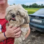 Znaleziono psa, Świdnica, 10 czerwca 2023