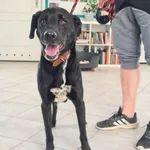 Znaleziono psa, Świdnica, 10 czerwca 2023