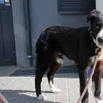 Pies do adopcji, Oborniki, 20 maja 2023