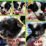 Pies do adopcji, Oborniki, 9 czerwca 2023
