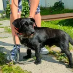 Znaleziono psa, Racławice, 16 czerwca 2023