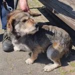 Pies do adopcji, Sosnowice, 28 kwietnia 2023