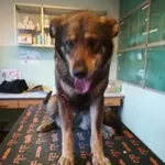 Znaleziono psa, Sosnowiec, 10 czerwca 2023