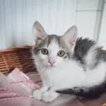 Kot do adopcji, Rzeszów, 14 czerwca 2023