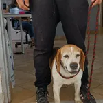 Znaleziono psa, Świdnica, 14 czerwca 2023