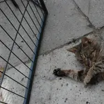 Znaleziono kota, Racławice, 10 czerwca 2023
