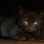 Kot do adopcji, Sosnowiec, 11 czerwca 2023