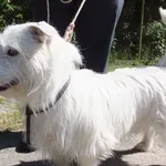 Znaleziono psa, Nowa Krępa, 3 czerwca 2023