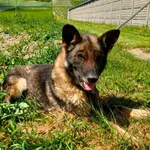 Znaleziono psa, Racławice, 9 czerwca 2023