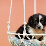 Pies do adopcji, Elbląg, 14 czerwca 2023