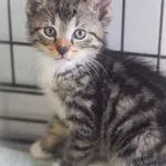 Kot do adopcji, Zielona Góra, 17 czerwca 2023