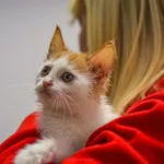 Kot do adopcji, Radom, 17 czerwca 2023