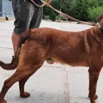 Znaleziono psa, Pieckowo, 14 czerwca 2023