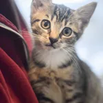 Kot do adopcji, Zielona Góra, 17 czerwca 2023