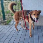 Znaleziono psa, Bydgoszcz, 11 czerwca 2023