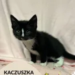 Kot do adopcji, Gdynia, 17 czerwca 2023