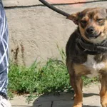 Pies do adopcji, Nowy Dwór Mazowiecki, 17 czerwca 2023