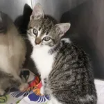 Kot do adopcji, Włocławek, 17 czerwca 2023
