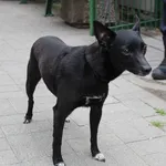 Znaleziono psa, Łódź, 18 czerwca 2023