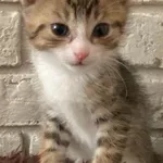 Kot do adopcji, Elbląg, 24 maja 2023