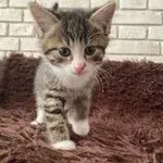 Kot do adopcji, Elbląg, 24 maja 2023