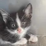 Kot do adopcji, Racławice, 15 czerwca 2023