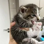 Kot do adopcji, Zielona Góra, 18 czerwca 2023