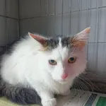 Znaleziono kota, Świdnica, 18 czerwca 2023