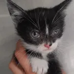 Kot do adopcji, Racławice, 15 czerwca 2023