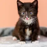Kot do adopcji, Elbląg, 18 maja 2023