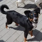 Pies do adopcji, Częstochowa, 21 maja 2023