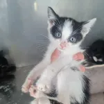 Kot do adopcji, Racławice, 18 czerwca 2023