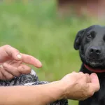 Pies do adopcji, Olsztyn, 7 czerwca 2023