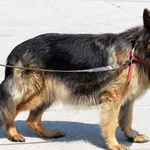 Znaleziono psa, Pieckowo, 22 czerwca 2023