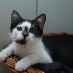 Kot do adopcji, Racławice, 21 czerwca 2023