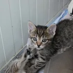 Kot do adopcji, Racławice, 16 czerwca 2023