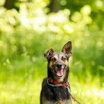 Pies do adopcji, Elbląg, 20 maja 2023