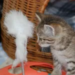 Kot do adopcji, Racławice, 16 czerwca 2023