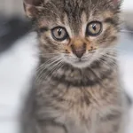 Kot do adopcji, Zielona Góra, 23 czerwca 2023